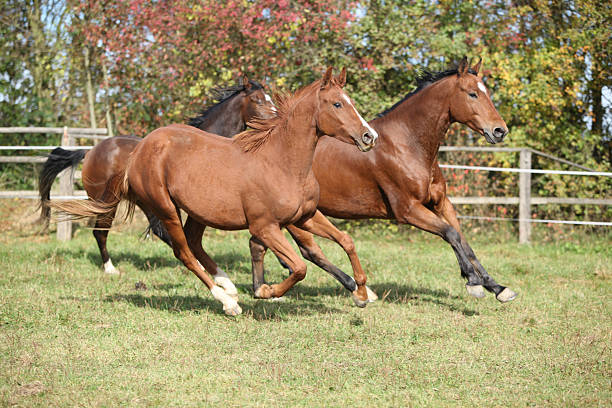 istock Brown horses running on pasturage 177715028
