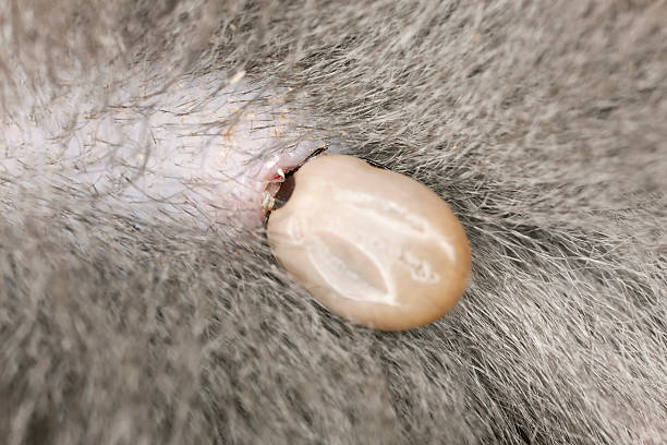 istock Tick feeding on cat, extreme close up with high magnification 177715069