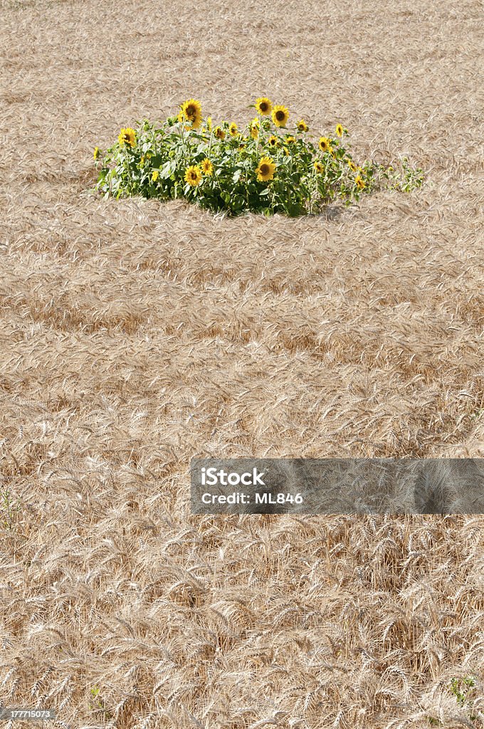 sunflowerS in the middle field of wheat flowers of sunflower in the middle of a field of wheat Agricultural Field Stock Photo