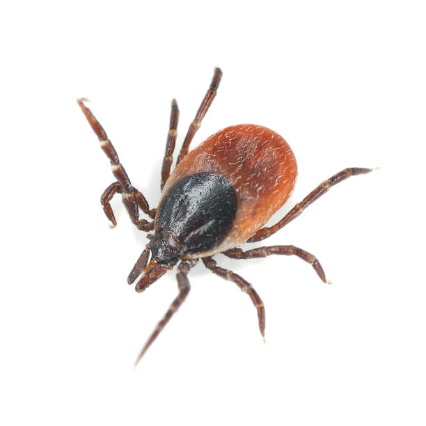 istock Tick isolated on white background, extreme close-up 177715789
