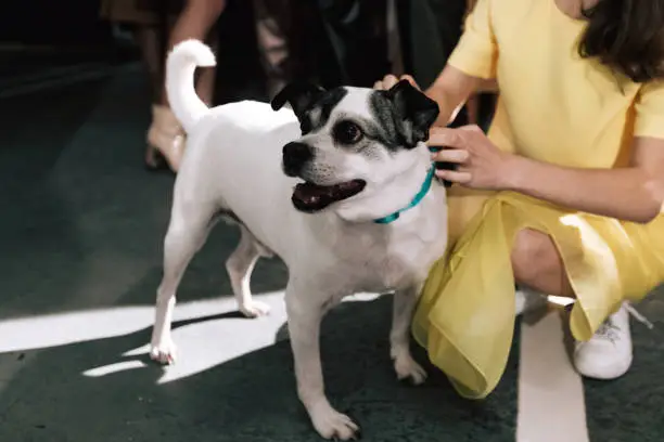 Photo of Photo of small terrier and woman indoors, domestic photography with people. Concept lifestyle with dog