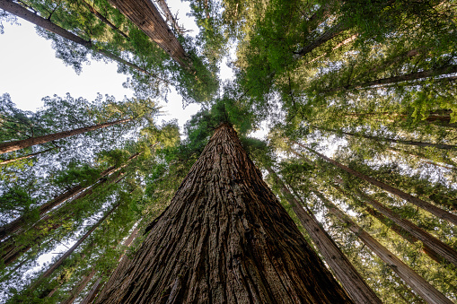 Looking at a redwood tree in Jedediah State and National Park in northern California