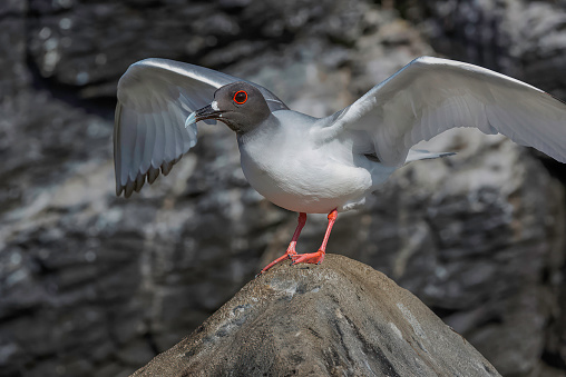 The main breeding ground of these birds is the Galapagos Islands