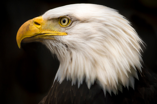 A close up profile of a bald eagle, isolated on a black background.