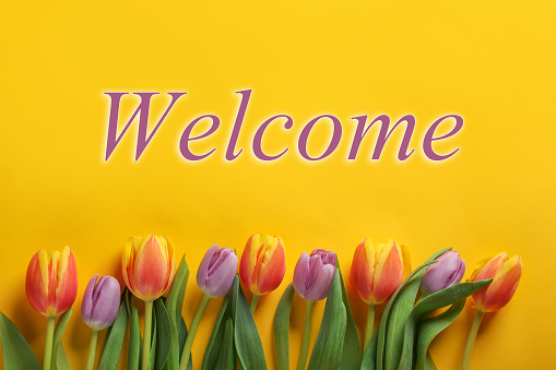 Welcome card. Beautiful tulip flowers and word on yellow background, top view