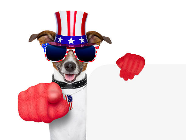 istock usa american dog 177716639