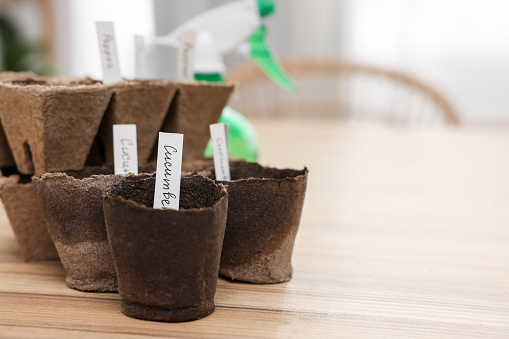 Many peat pots with cards of vegetable names on wooden table indoors, closeup with space for text. Growing seeds