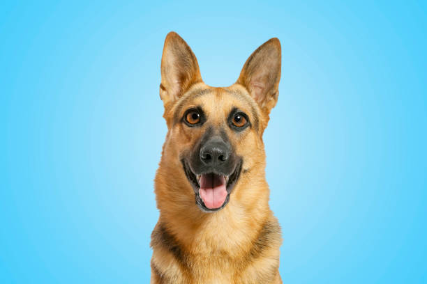 istock Cute surprised German Shepherd dog with big eyes and open mouth on light blue background 1777167766
