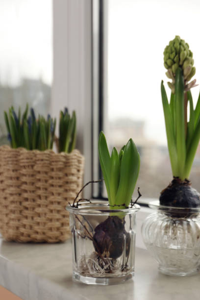 istock Spring is coming. Beautiful bulbous plants on windowsill indoors 1777168851