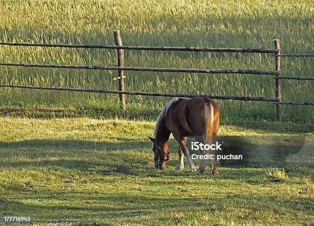 Pferd Auf Der Pasture Stockfoto und mehr Bilder von Agrarbetrieb - Agrarbetrieb, Blume, Domestizierte Tiere