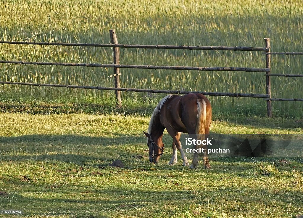 Caballo en el pasto - Foto de stock de Agricultura libre de derechos