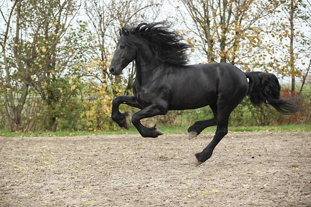 istock Black friesian stallion running 177717010