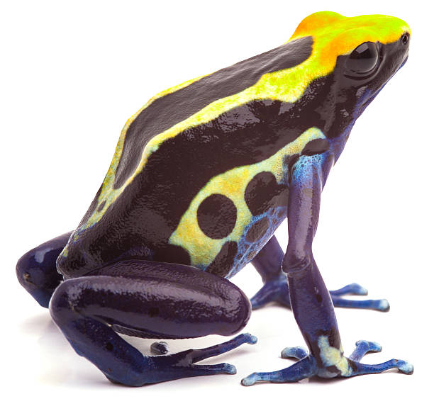 Poison dart frog stock photo