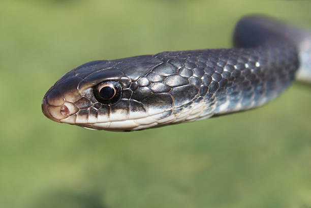 istock Southern Black Racer snake head closeup on green background 177717433