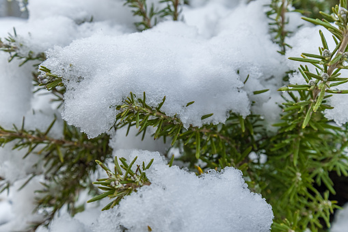 Snow on the rosemary plant