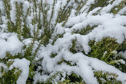 snow stuck to the tiny twigs of the bush