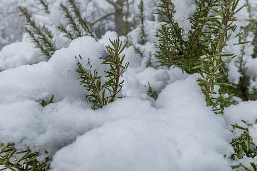 dry faded flowers in snowdrifts and rime with crystals on a sunny frosty winter day