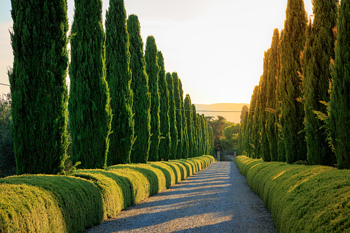 Tuscan cypress trees in a row, Italy