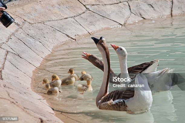 Foto de Momento De Perigo e mais fotos de stock de Animal - Animal, Cativeiro, Exotismo