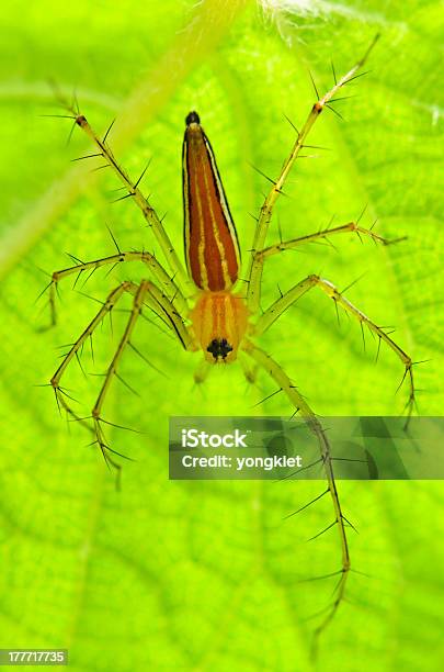 Photo libre de droit de Araignée Lynx Homme banque d'images et plus d'images libres de droit de Animal invertébré - Animal invertébré, Animal mâle, Animaux à l'état sauvage