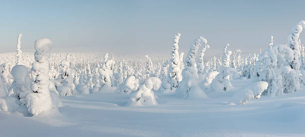 istock Snowy forest in Lapland, Finland 177717856