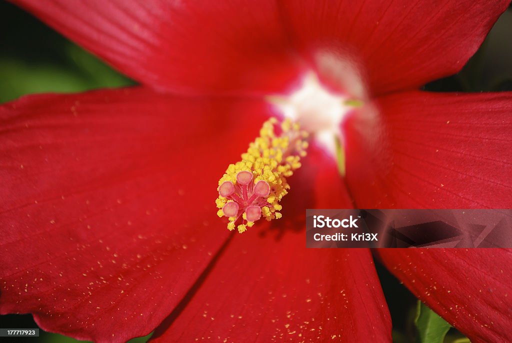 Vermelho Hibisco - Royalty-free Ao Ar Livre Foto de stock