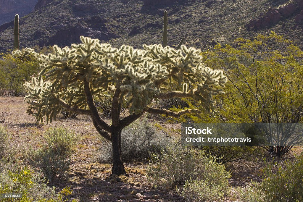 Rougeoyer Cactus laineux - Photo de Arizona libre de droits