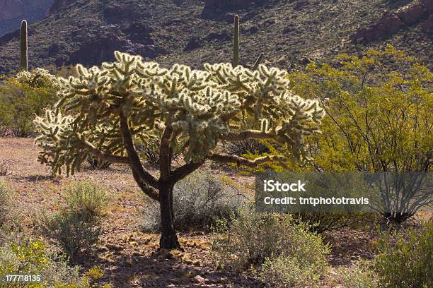 Rozjarzony Cholla Cactus - zdjęcia stockowe i więcej obrazów Bez ludzi - Bez ludzi, Fotografika, Horyzontalny