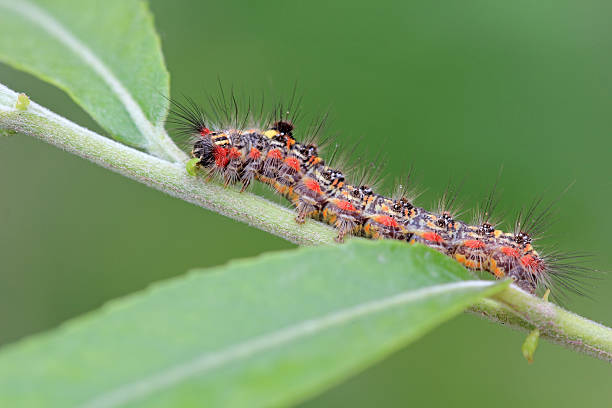 istock butterfly larva on a leaf looks very terrible 177718245