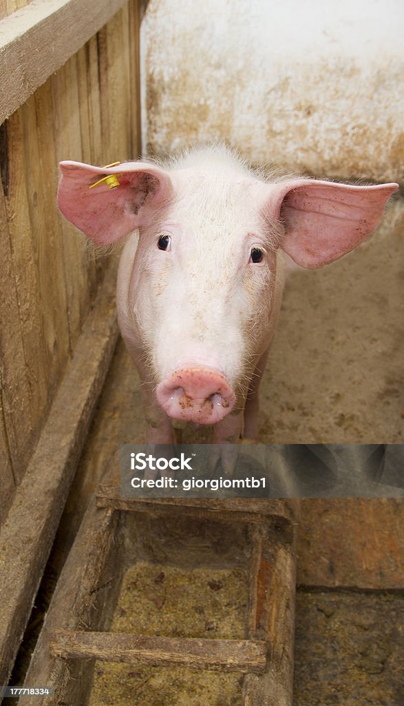 pig standing up pig standing up and staring at the camera inside the piggery Agriculture Stock Photo