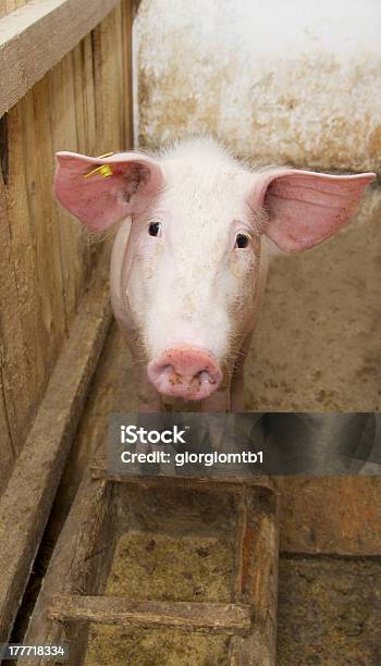 Pig Standing Up Stock Photo - Download Image Now - Agriculture, Animal, Barn