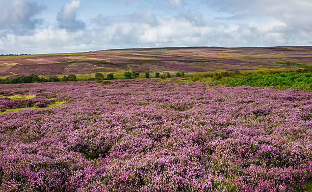 istock Heather in bloom, North York Moors, Goathland, Yorkshire, UK. 177718526