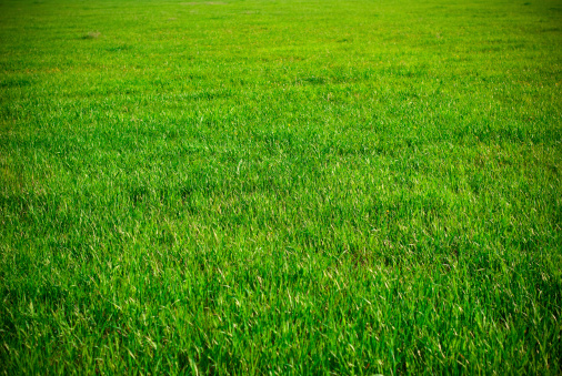 background of green grass on a sunny day