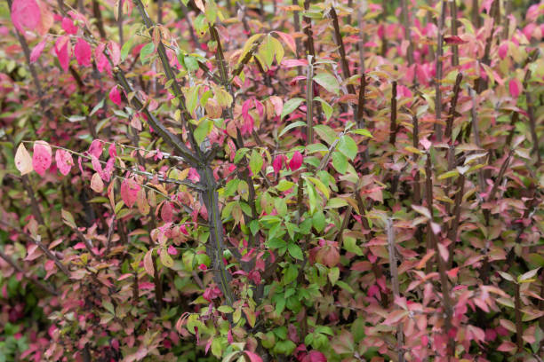 l’euonymus ailé se caractérise par des ailes en forme de flèche sur la tige. euonymus alatus - burning bush photos et images de collection