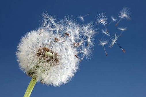 Close-up of seeds coming out from dandelion flower.