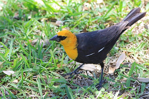 istock Yellow-headed Blackbird on Ground 177718994