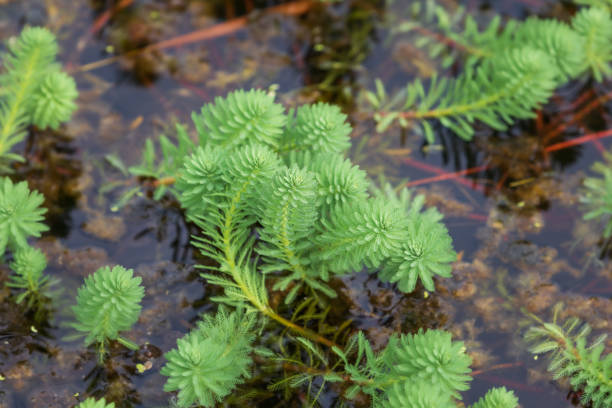 池で見つけた珍しい形の水草。オウムの羽、オウムの羽、ミズ、ミリオフィラム、アクアティカム - myriophyllum aquaticum ストックフォトと画像