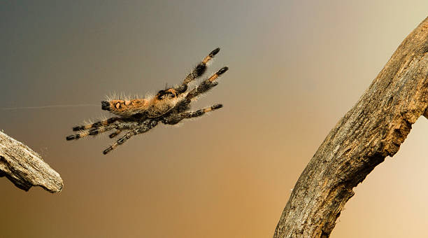 flying spider flying spider jumping spider photos stock pictures, royalty-free photos & images