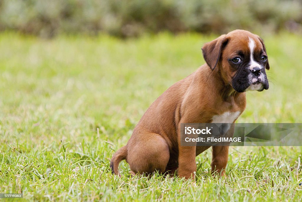 Boxer Puppy A playful boxer waits for the next game Boxer - Dog Stock Photo