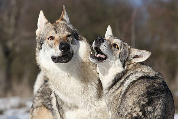 bohême wolfdog courting un saarloos bitch - bitch photos et images de collection