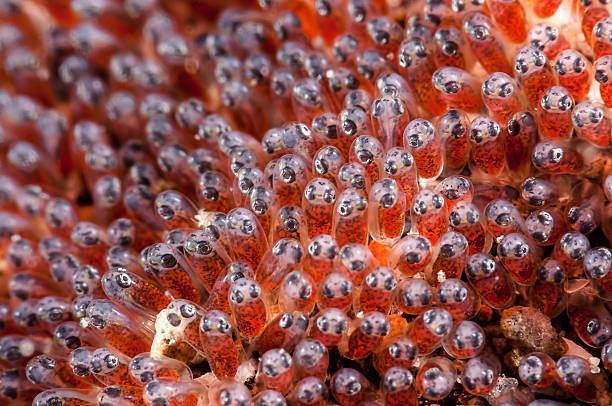 œufs - tentacled sea anemone photos et images de collection