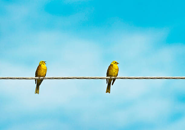 Song the bunting birds (yellow-hammer) canary photos stock pictures, royalty-free photos & images