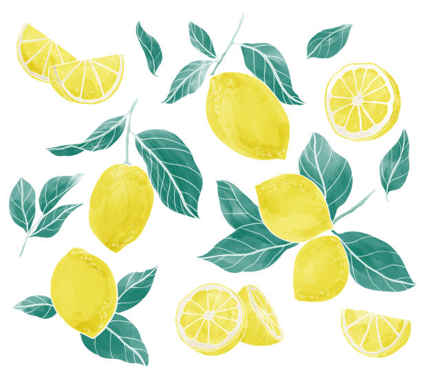 istock Fresh lemon and green leaves watercolor painting. White background. 1777201132