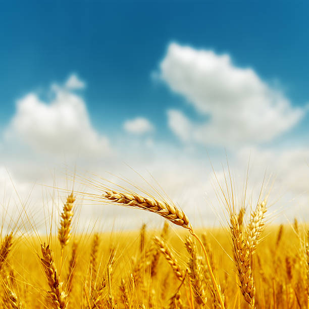 istock golden harvest under blue cloudy sky 177720165