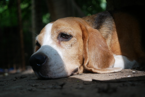 Close-up on face, focus on eye of an adorable beagle dog lying on the dirty floor,selective focus.