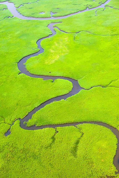 istock Marshes in wetlands 177720440