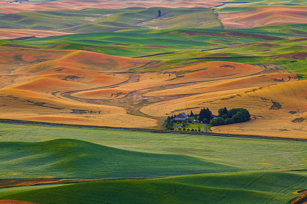 Barn in the wheatland stock photo