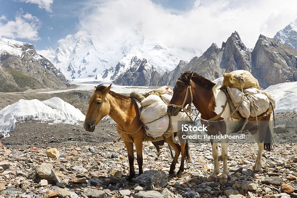 팩을소개합니다 말이었습니다 있는 Karakorum, 파키스탄 - 로열티 프리 갈색 스톡 사진