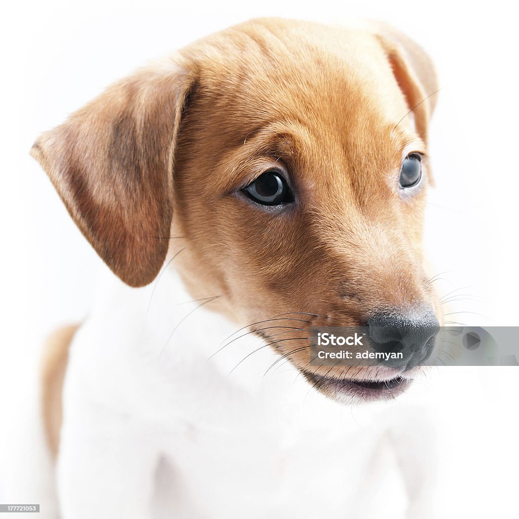 Hund Jack Russell - Lizenzfrei Braun Stock-Foto