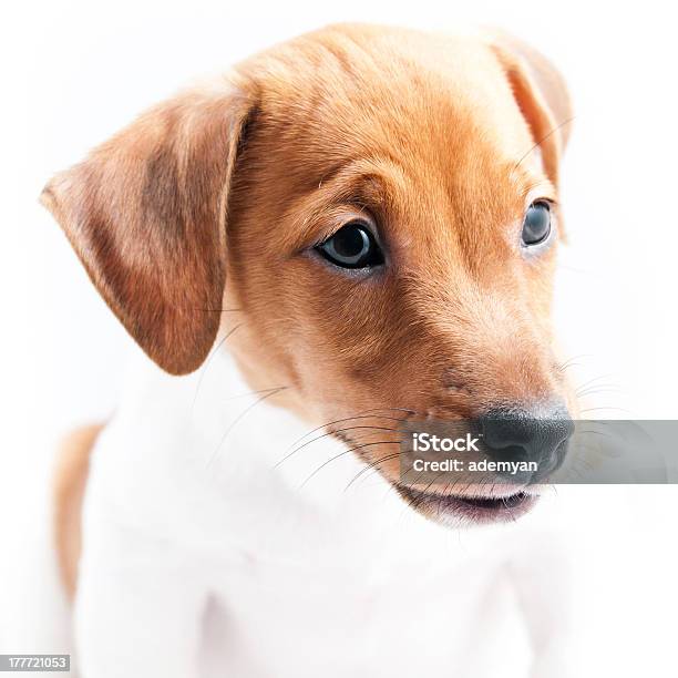 Hund Jack Russell Stockfoto und mehr Bilder von Braun - Braun, Domestizierte Tiere, Einzelnes Tier